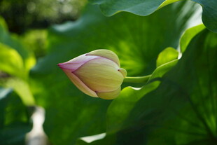 含苞待放的粉嫩荷花