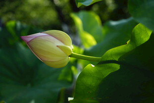 含苞待放的荷花