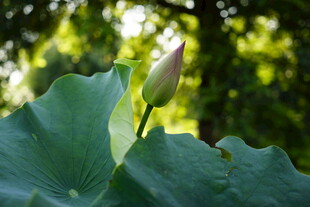 含苞待放的清新荷花