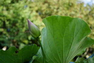 含苞待放的绿叶植物