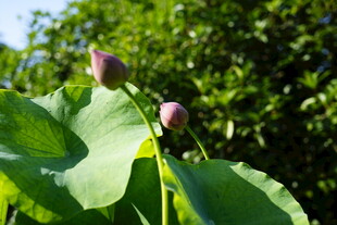 荷间双苞 绿意盎然