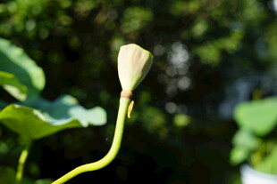含苞待放的荷花