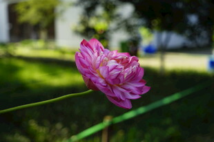 娇艳粉色花朵绽放于绿野