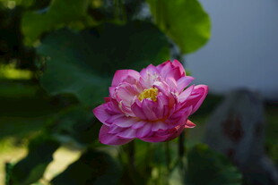 娇艳粉色荷花绽放