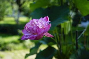 娇艳绽放的粉色荷花