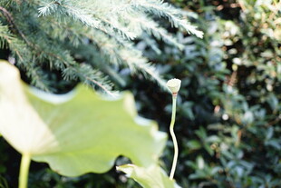 阳光下的嫩绿叶片