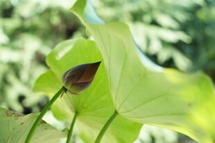 含苞待放的翠绿荷叶