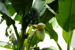 香蕉树花朵特写