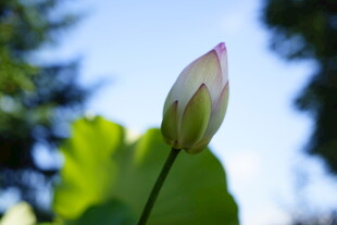 含苞待放的清新荷花