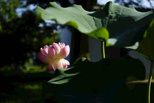 绽放的粉色荷花