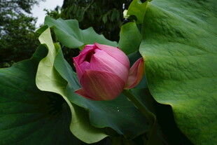 含苞待放的娇艳荷花