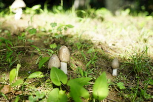 林间草地上的可爱小蘑菇