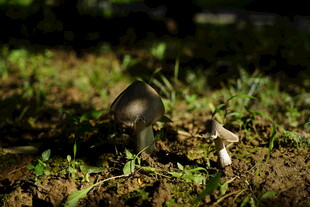 草丛中的小蘑菇