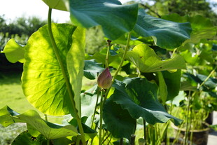 翠绿荷叶间的娇艳荷花