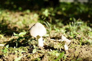 草地上的白色蘑菇