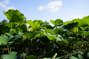 夏日荷塘绿意盎然