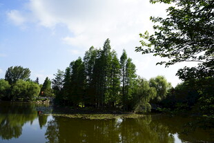 湖畔绿树成荫的宁静风光