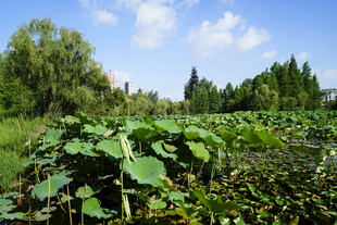 夏日荷塘绿意盎然