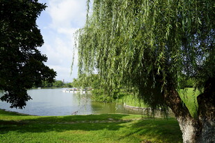 湖畔垂柳 绿意盎然的景致