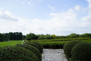 绿意盎然的园林景观小径