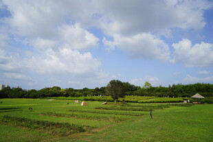 田园风光 绿意盎然的田野