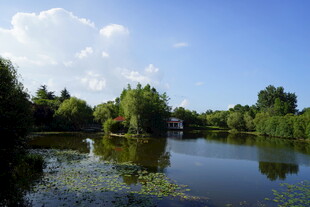 湖畔绿树环绕的宁静风光