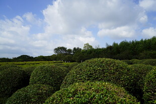 绿意盎然的整齐茶园景观