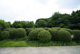 整齐球形绿植景观