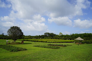 田园风光中的静谧草地