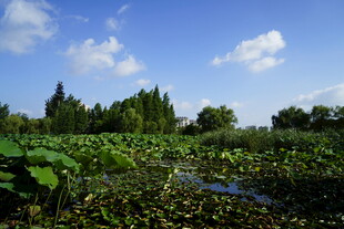 夏日荷塘景色