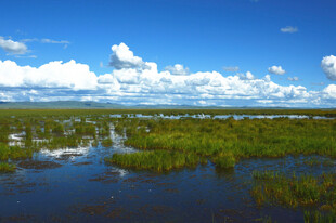 广袤湿地风光 蓝天白云相伴