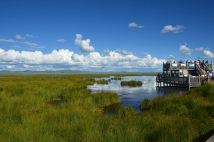 湿地风光中的栈桥美景