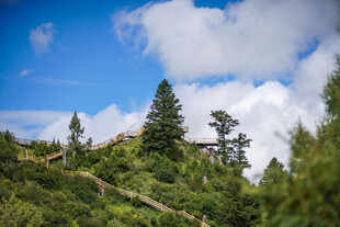 山间小径 绿意盎然的景致