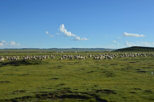 草原羊群 蓝天绿地美景