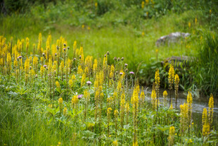 山间黄花绽放的清新景致