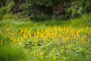 金黄野花绽放于绿野间