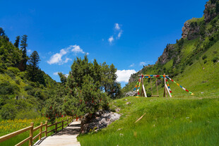 山间小径 绿意盎然的美景