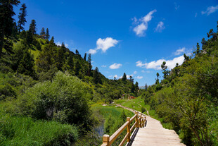 山间木栈道旁的绿意风光