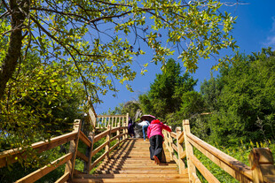 漫步林间木栈道的游客