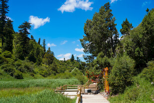 林间木桥 邂逅自然之美