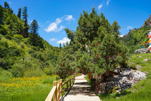 山间木径旁的葱郁景致