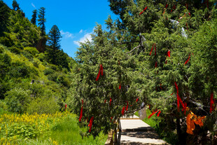 山间小径旁的艳丽红果