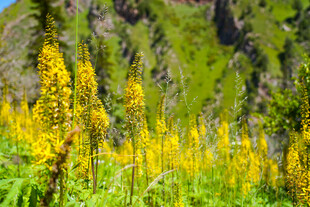 山间盛放的灿烂黄色野花