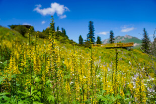 山间灿烂绽放的黄色野花