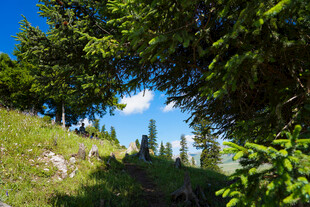 山间绿荫小道 清新景致