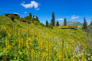 山坡上的绚烂野花景观
