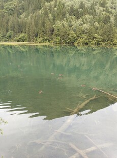 宁静碧绿湖水与山林倒影