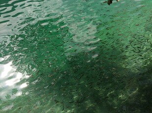 清澈碧绿的水下景象