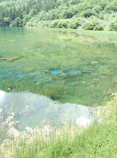 清澈湖水边的绿意景致