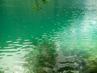 碧绿湖水与岸边绿植倒影